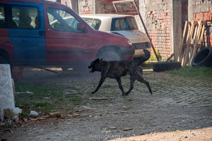 FCI SAR WC 2026_Foto-Taja G Bodljaj_86.jpg