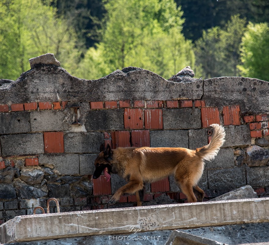 FCI SAR WC 2026_Foto-Taja G Bodljaj_168.jpg