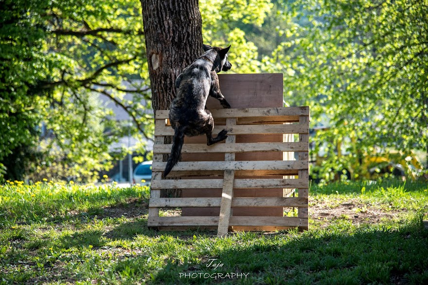 FCI SAR WC 2026_Foto-Taja G Bodljaj_73.jpg