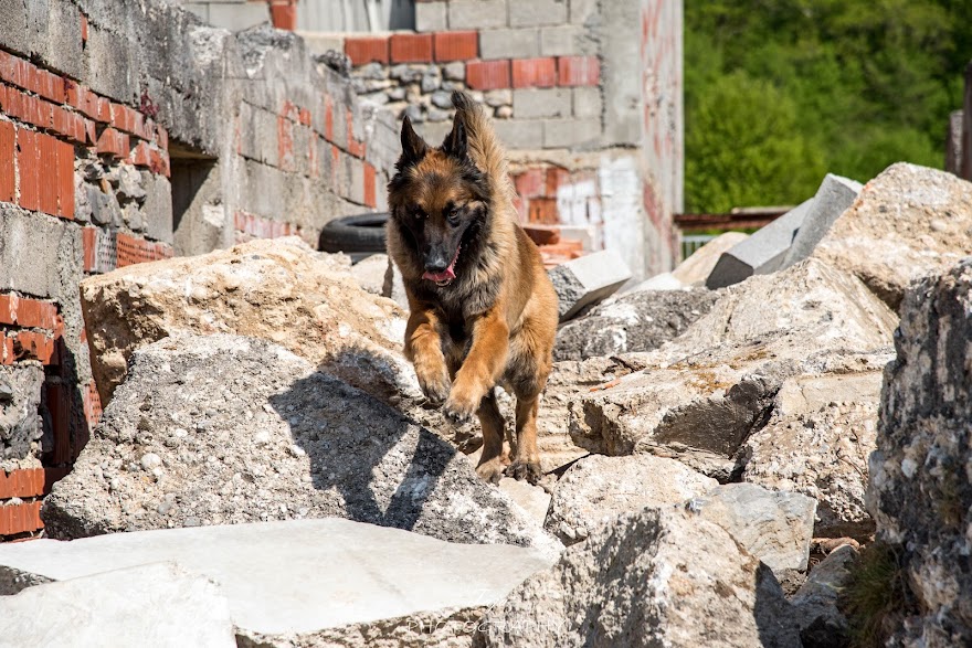 FCI SAR WC 2026_Foto-Taja G Bodljaj_162.jpg