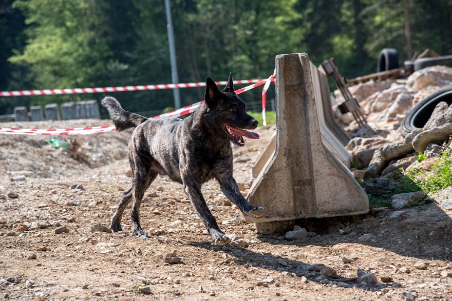 FCI SAR WC 2026_Foto-Taja G Bodljaj_91.jpg