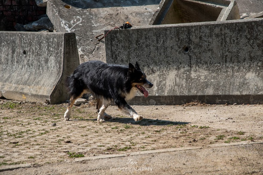FCI SAR WC 2026_Foto-Taja G Bodljaj_96.jpg