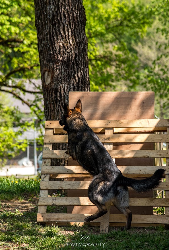 FCI SAR WC 2026_Foto-Taja G Bodljaj_131.jpg