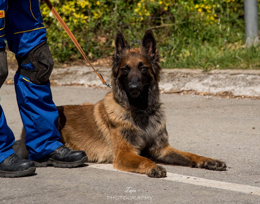 FCI SAR WC 2026_Foto-Taja G Bodljaj_154.jpg