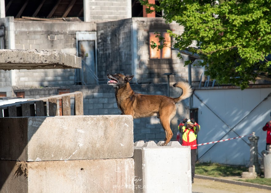 FCI SAR WC 2026_Foto-Taja G Bodljaj_24.jpg