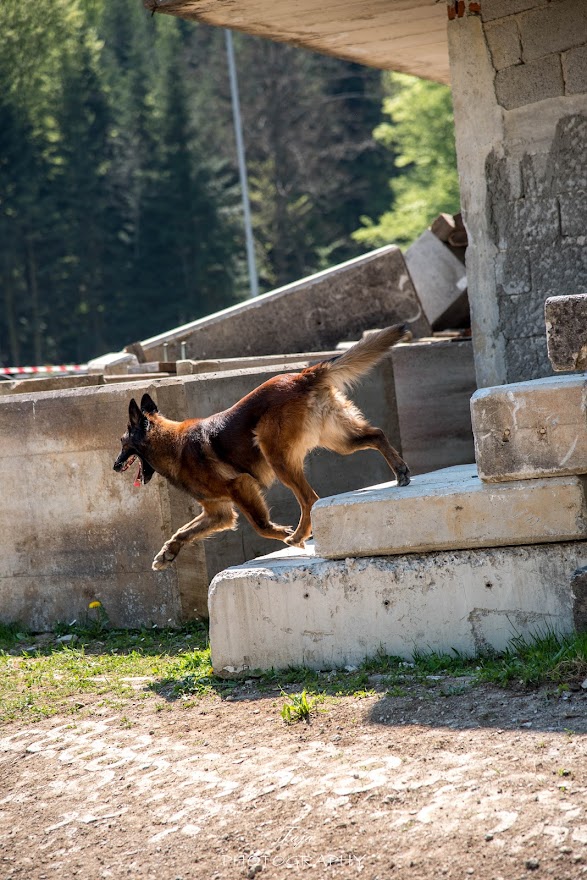 FCI SAR WC 2026_Foto-Taja G Bodljaj_116.jpg