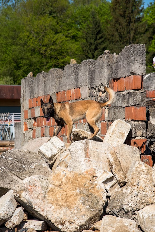FCI SAR WC 2026_Foto-Taja G Bodljaj_67.jpg