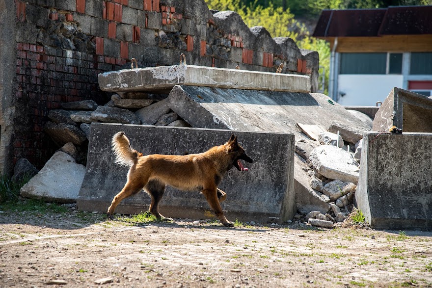 FCI SAR WC 2026_Foto-Taja G Bodljaj_158.jpg