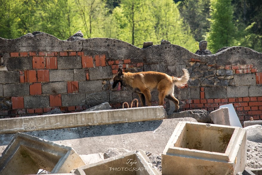 FCI SAR WC 2026_Foto-Taja G Bodljaj_169.jpg