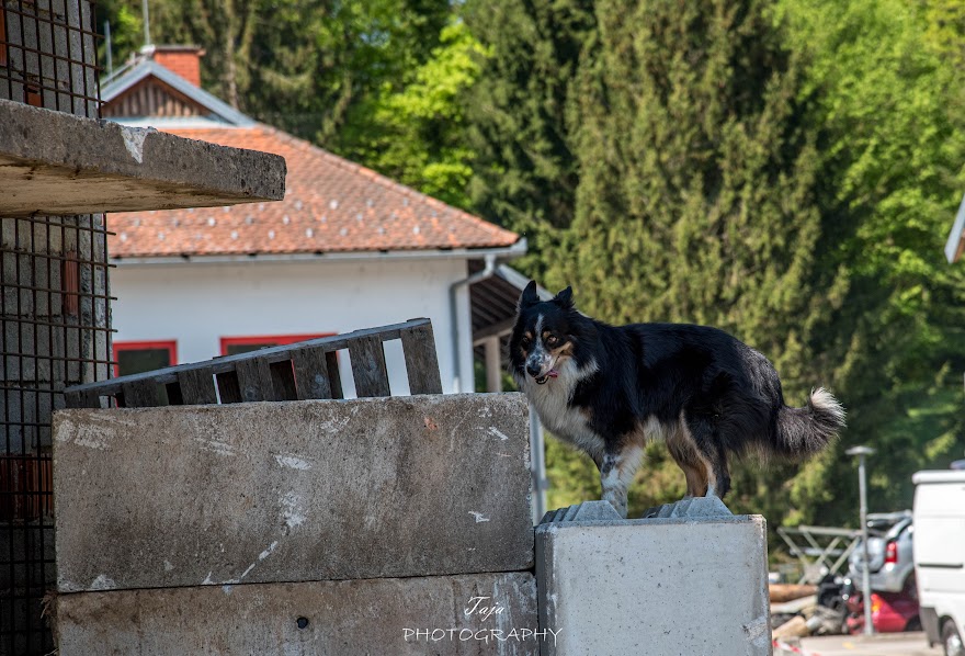 FCI SAR WC 2026_Foto-Taja G Bodljaj_103.jpg