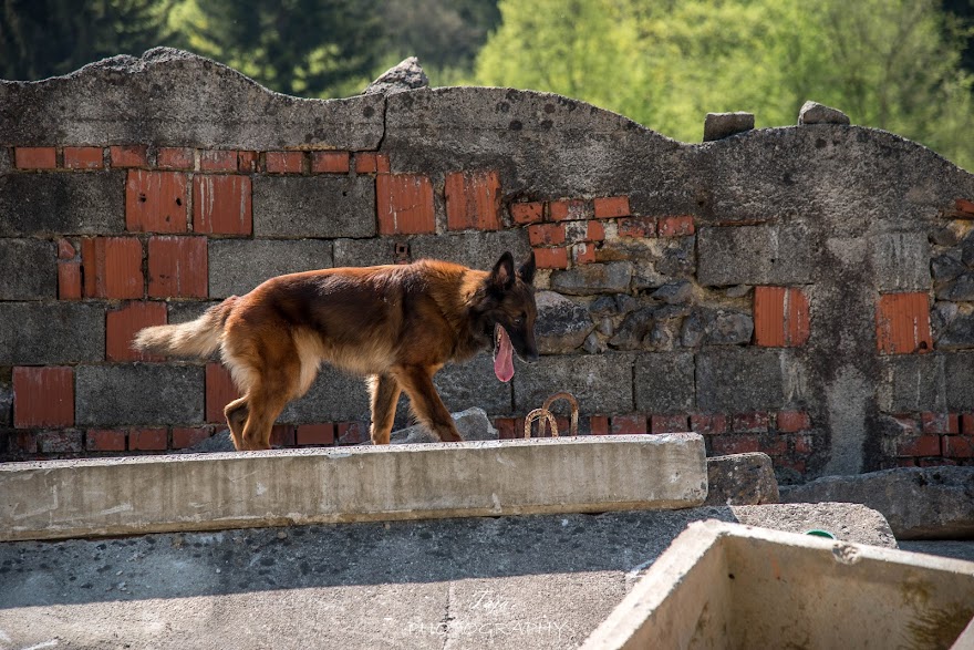 FCI SAR WC 2026_Foto-Taja G Bodljaj_119.jpg