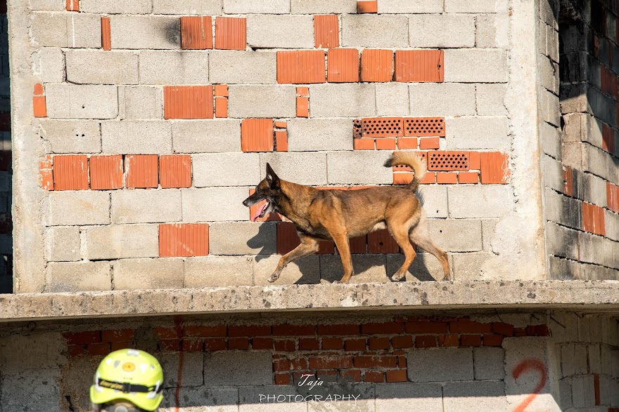 FCI SAR WC 2026_Foto-Taja G Bodljaj_20.jpg