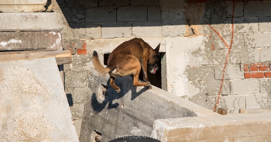 FCI SAR WC 2026_Foto-Taja G Bodljaj_12.jpg