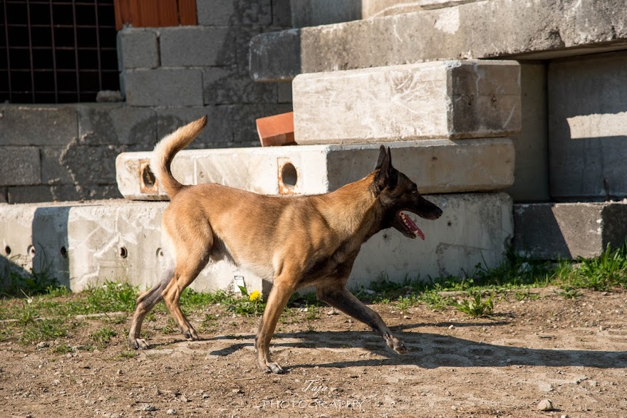 FCI SAR WC 2026_Foto-Taja G Bodljaj_56.jpg