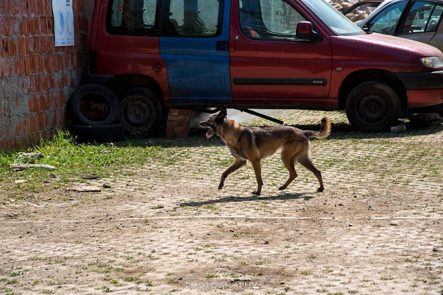FCI SAR WC 2026_Foto-Taja G Bodljaj_128.jpg