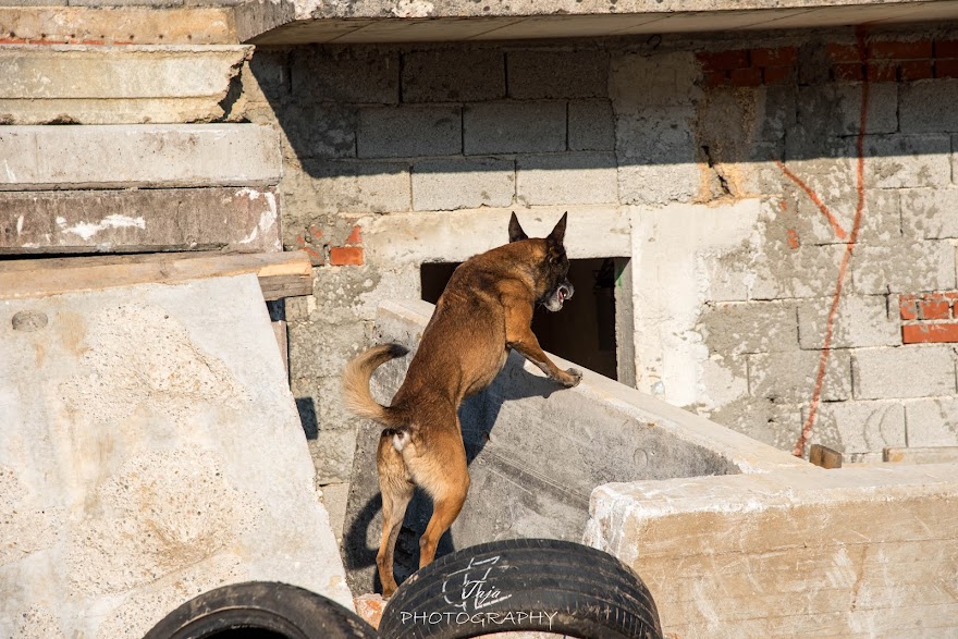 FCI SAR WC 2026_Foto-Taja G Bodljaj_11.jpg