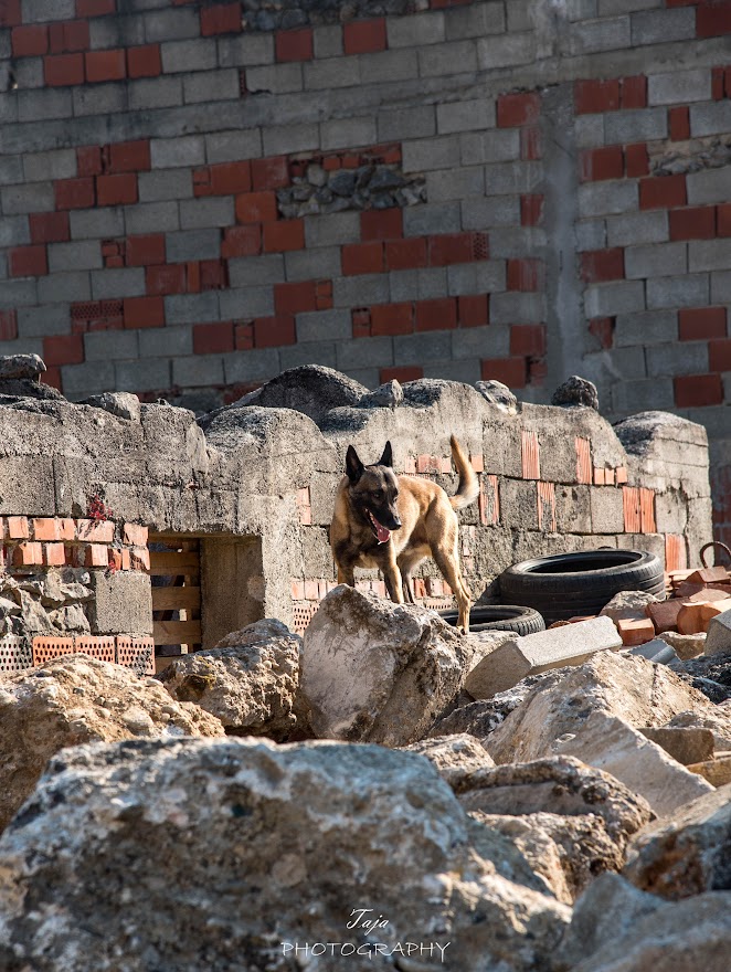 FCI SAR WC 2026_Foto-Taja G Bodljaj_54.jpg