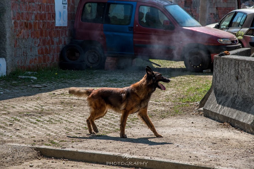 FCI SAR WC 2026_Foto-Taja G Bodljaj_115.jpg