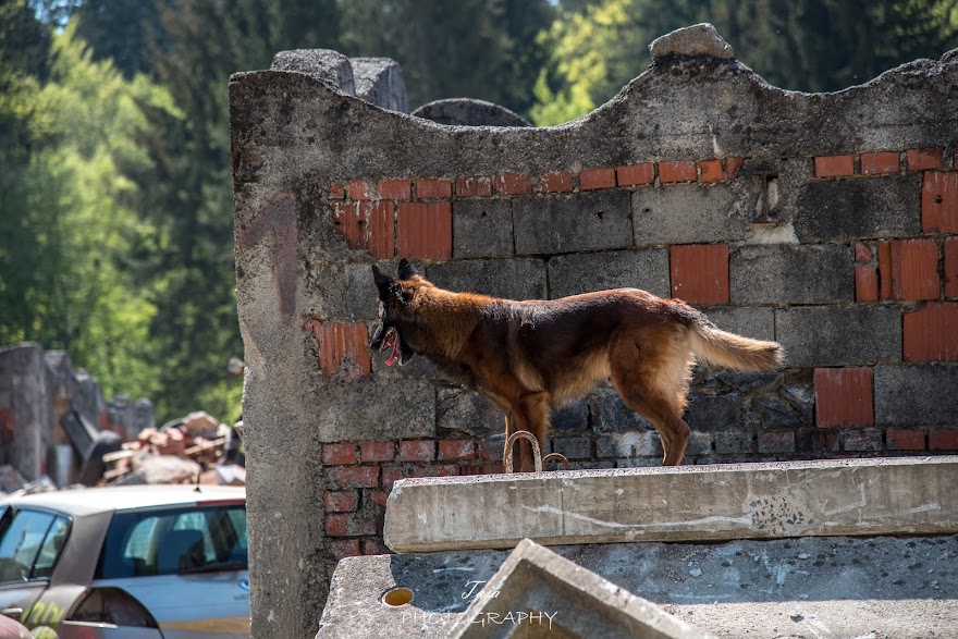 FCI SAR WC 2026_Foto-Taja G Bodljaj_118.jpg
