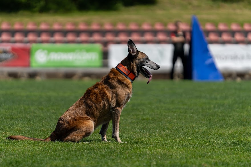 FCI SAR WC 2026_Foto-Miha Avgustin_150.jpg