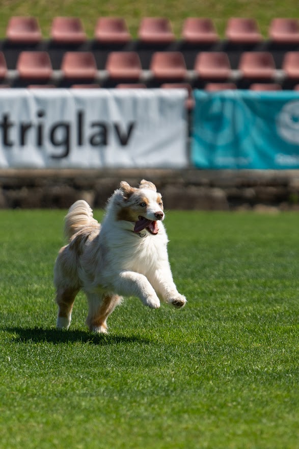 FCI SAR WC 2026_Foto-Miha Avgustin_137.jpg