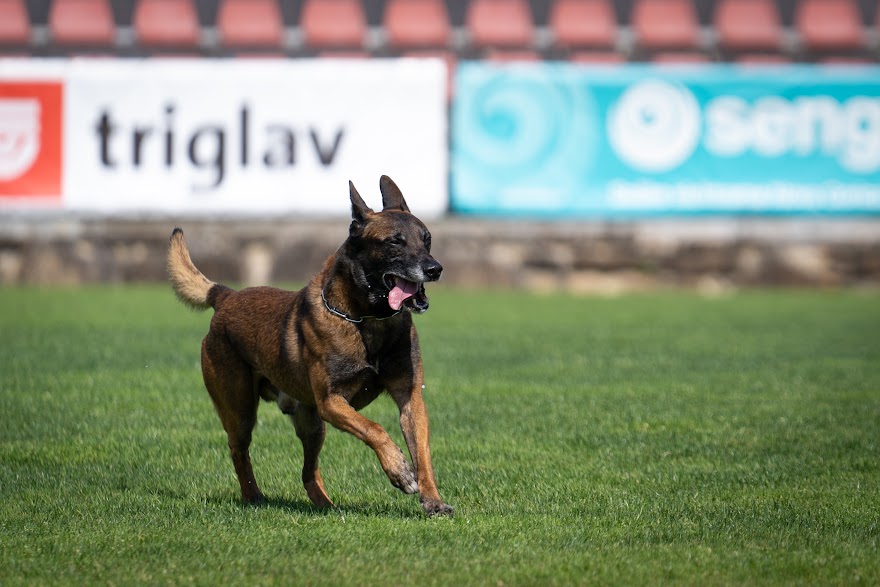FCI SAR WC 2026_Foto-Miha Avgustin_59.jpg