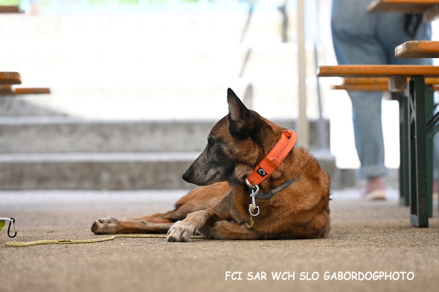 FCI SAR WC 2026_Foto-Gabor Szalanczi_59.JPG