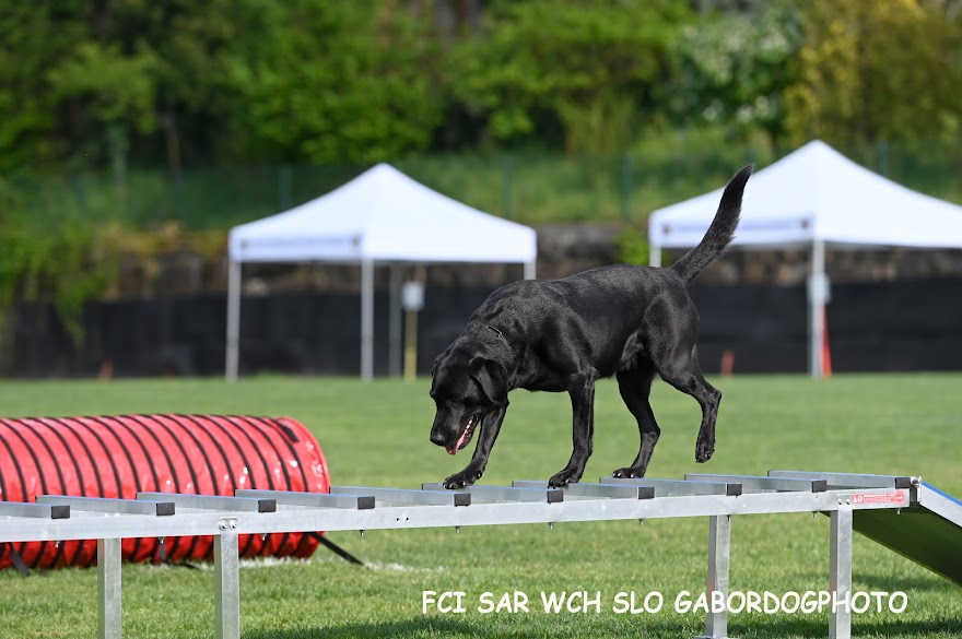 FCI SAR WC 2026_Foto-Gabor Szalanczi_75.JPG