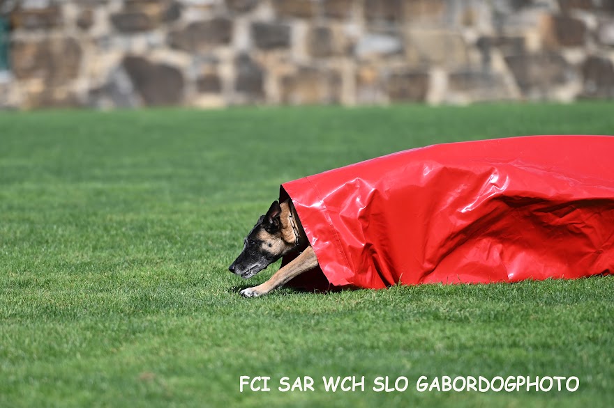 FCI SAR WC 2026_Foto-Gabor Szalanczi_77.JPG