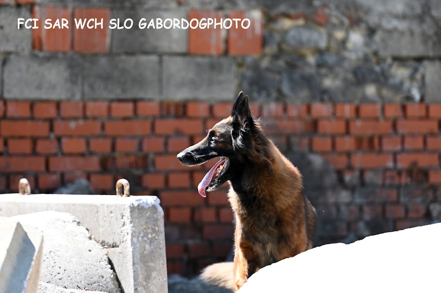 FCI SAR WC 2026_Foto-Gabor Szalanczi_98.JPG