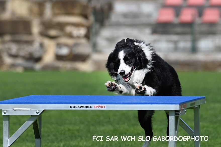 FCI SAR WC 2026_Foto-Gabor Szalanczi_67.JPG