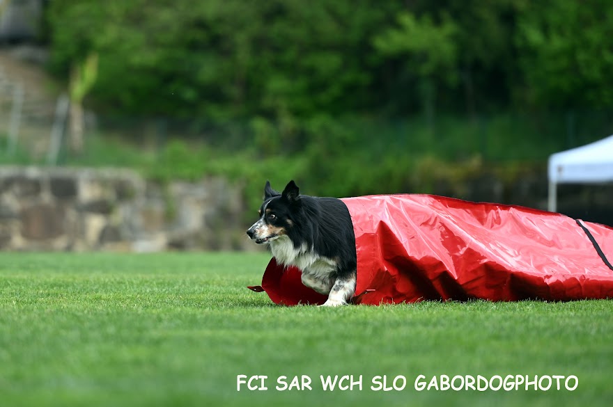 FCI SAR WC 2026_Foto-Gabor Szalanczi_40.JPG