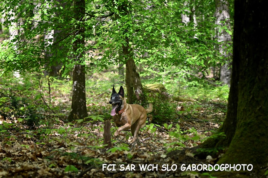 FCI SAR WC 2026_Foto-Gabor Szalanczi_23.JPG