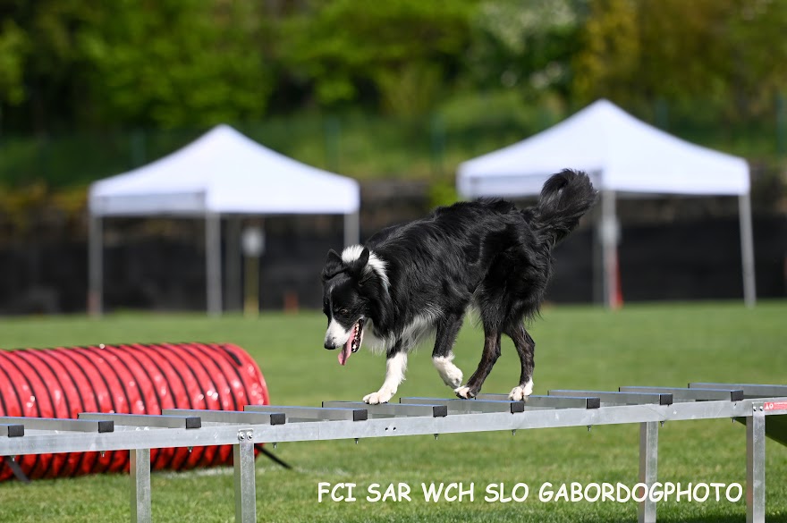 FCI SAR WC 2026_Foto-Gabor Szalanczi_32.JPG