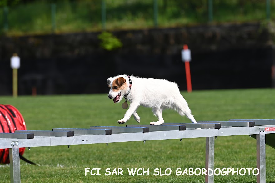 FCI SAR WC 2026_Foto-Gabor Szalanczi_5.JPG