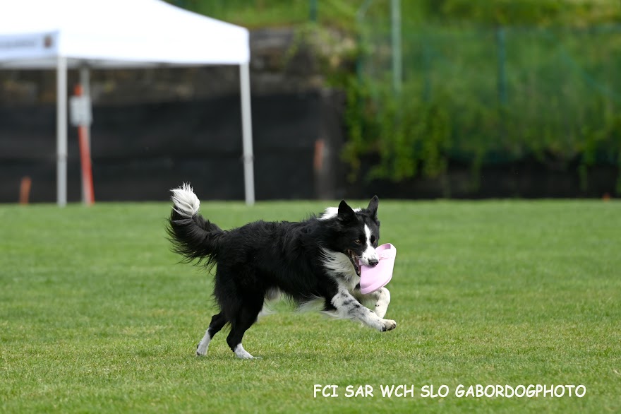 FCI SAR WC 2026_Foto-Gabor Szalanczi_66.JPG