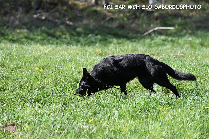 FCI SAR WC 2026_Foto-Gabor Szalanczi_48.JPG