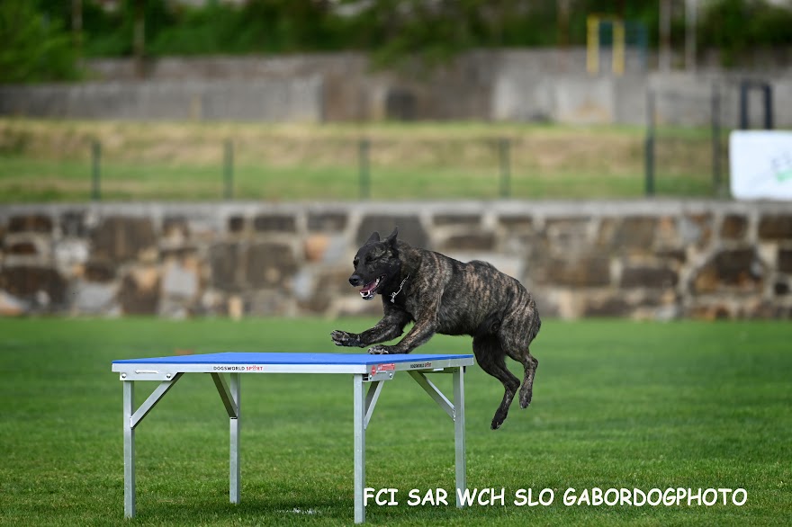 FCI SAR WC 2026_Foto-Gabor Szalanczi_37.JPG