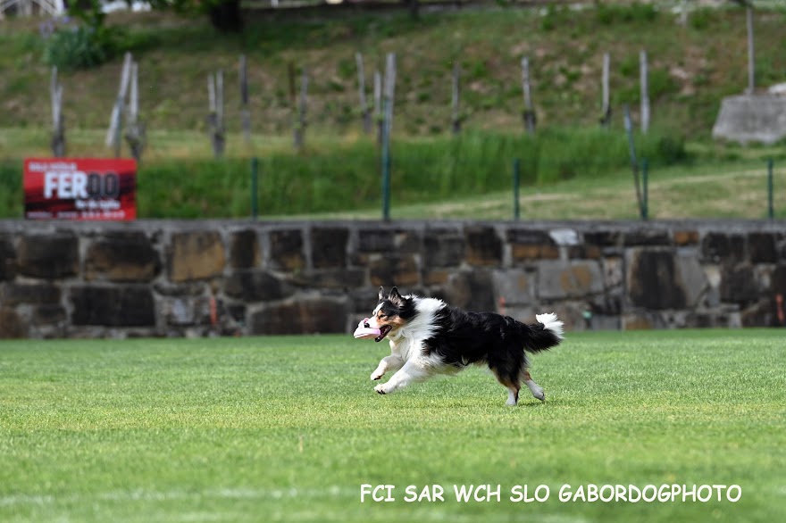 FCI SAR WC 2026_Foto-Gabor Szalanczi_71.JPG