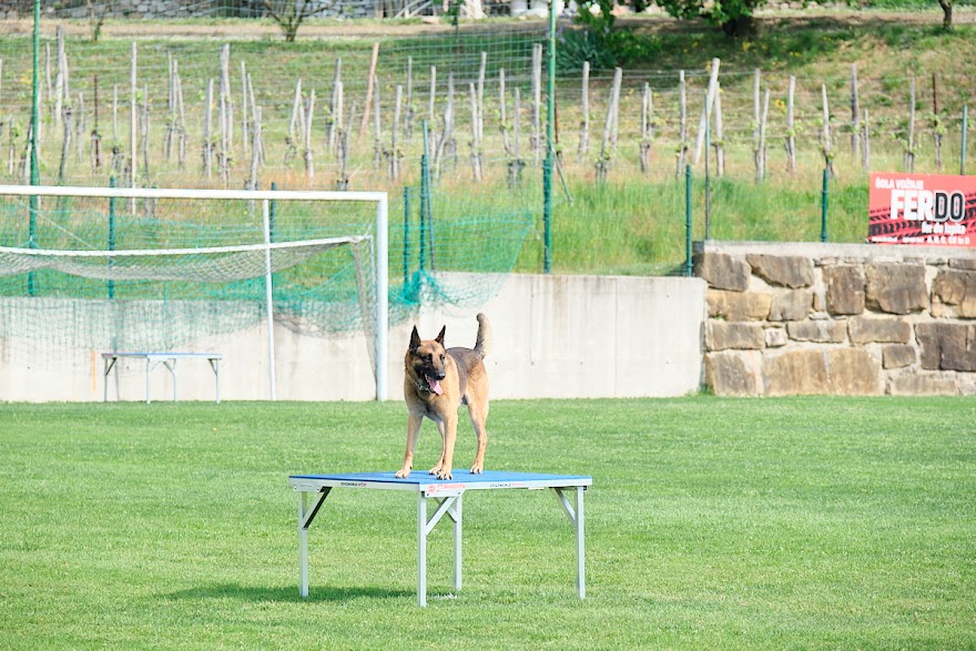 FCI SAR WC 2026_Foto-Andrej Gustincic_373.jpg