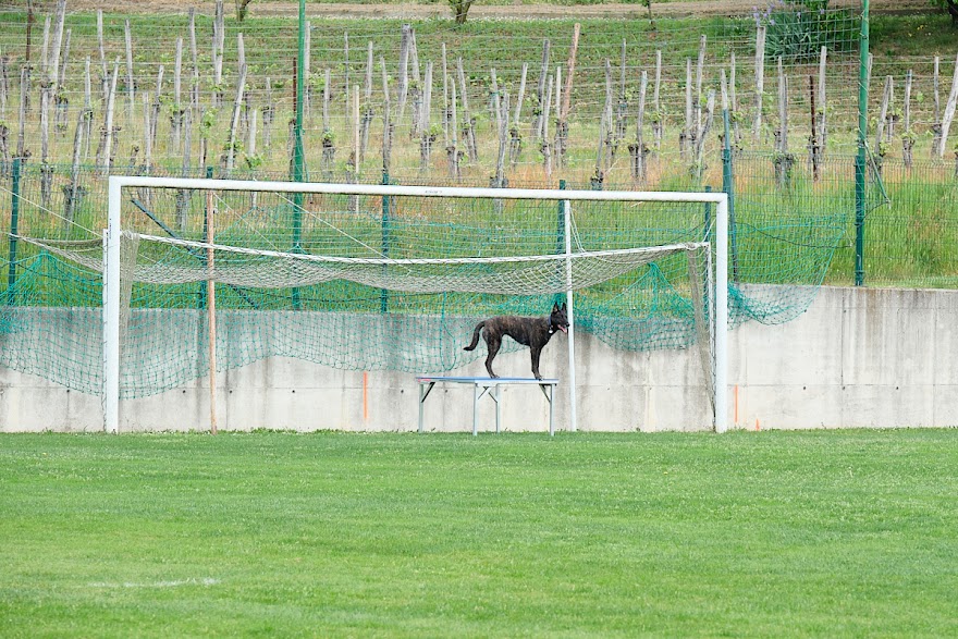 FCI SAR WC 2026_Foto-Andrej Gustincic_454.jpg