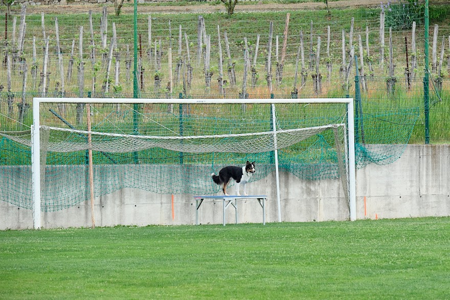 FCI SAR WC 2026_Foto-Andrej Gustincic_470.jpg