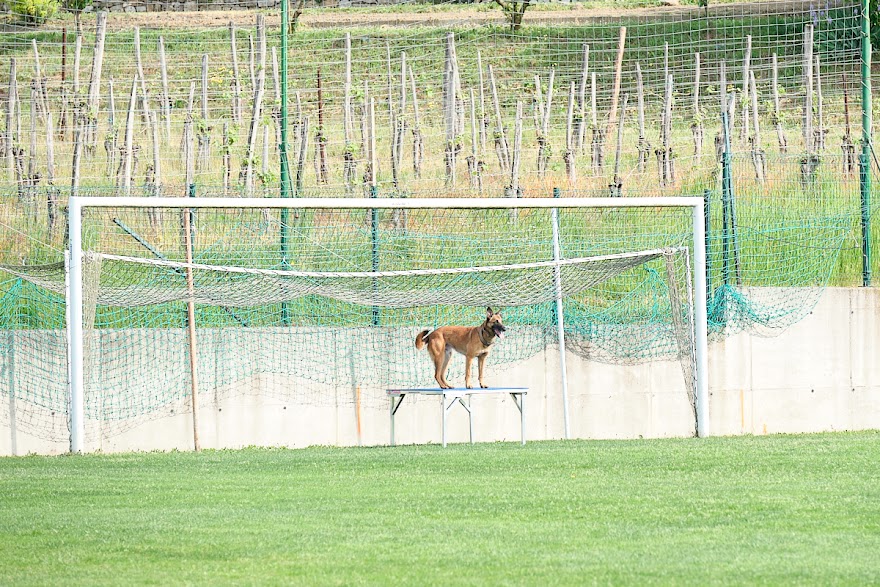 FCI SAR WC 2026_Foto-Andrej Gustincic_320.jpg