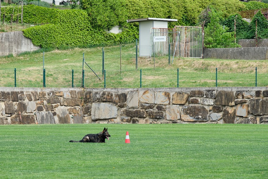 FCI SAR WC 2026_Foto-Andrej Gustincic_496.jpg