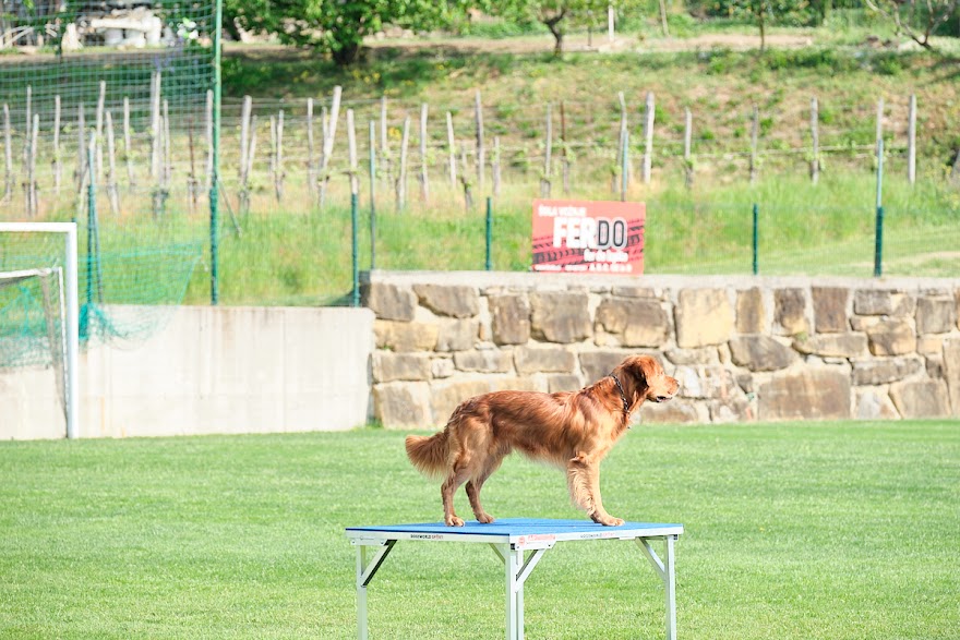 FCI SAR WC 2026_Foto-Andrej Gustincic_336.jpg