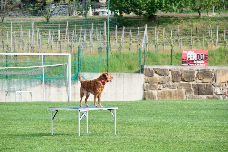 FCI SAR WC 2026_Foto-Andrej Gustincic_291.jpg