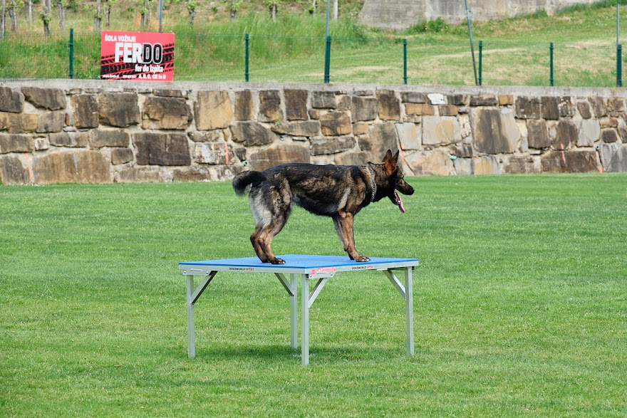 FCI SAR WC 2026_Foto-Andrej Gustincic_498.jpg