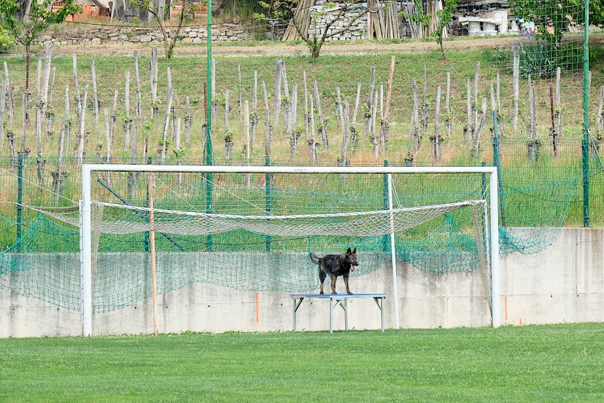 FCI SAR WC 2026_Foto-Andrej Gustincic_497.jpg