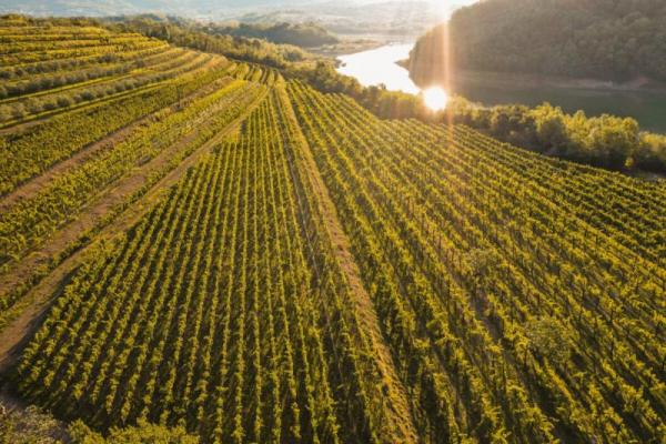 Image of Batič Winery