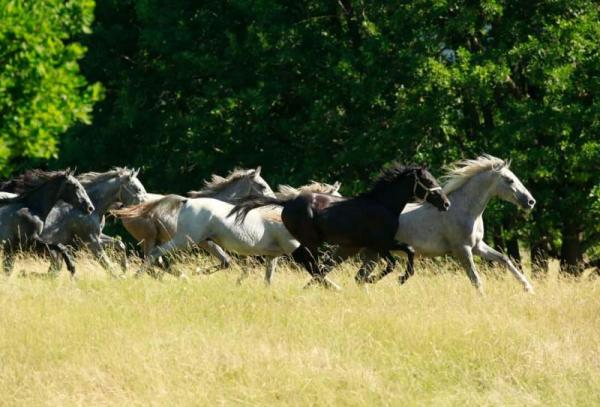 Image of Lipica Stud Farm
